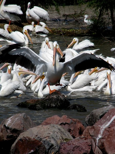 Pelican dance