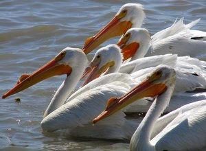 Pelicans