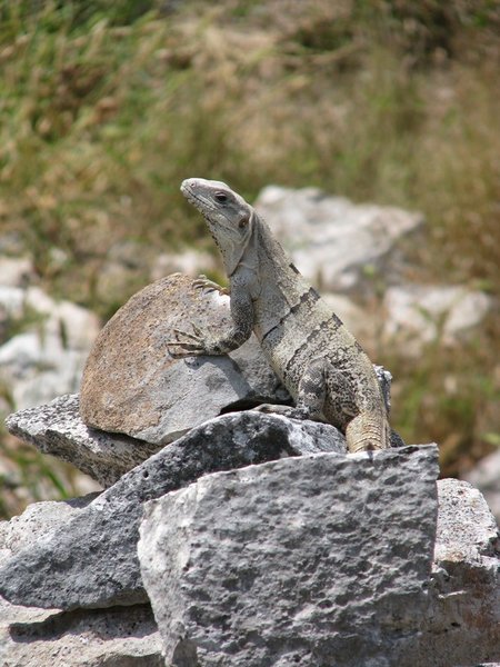 Iguana at Uxmal
