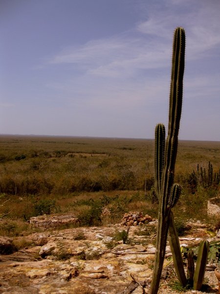 Cacti en route to Uxmal