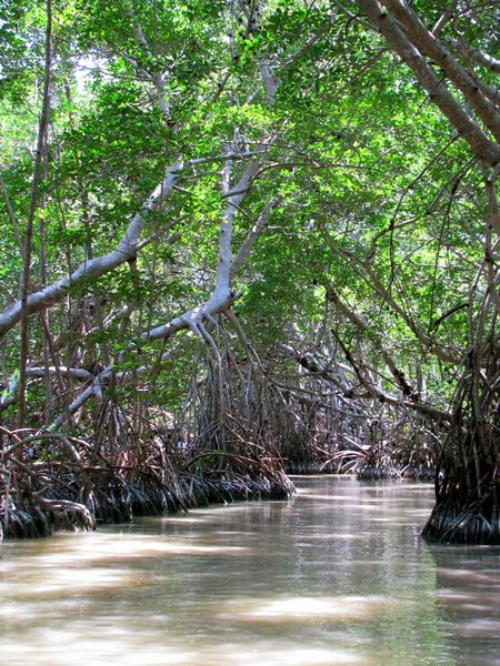 Through the mangrove forests