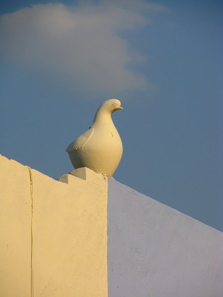 Dove on the houses