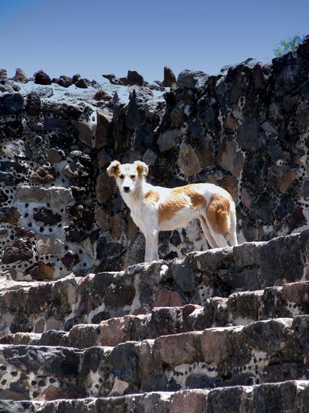 Random dog at the ruins