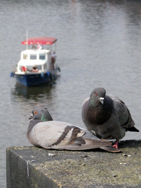 Pigeons on Charles' Bridge