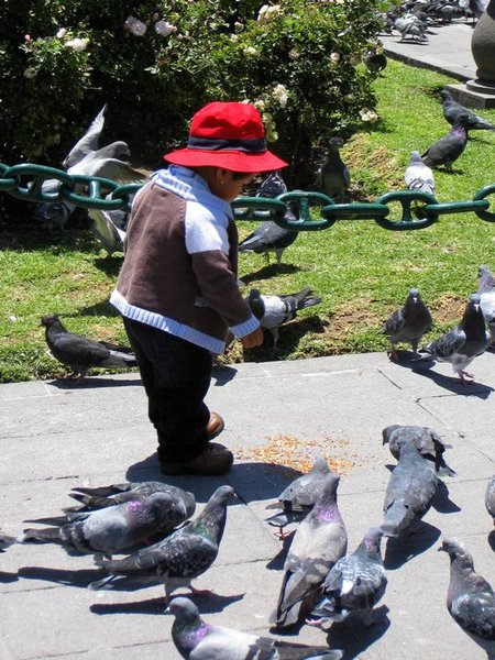 Pigeon feeding - a universal pastime