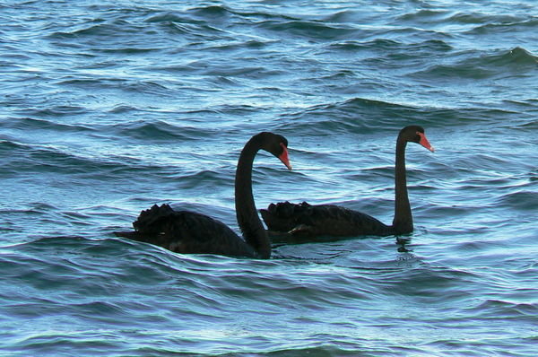Black Swans on Swan River