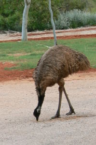 Emu alert