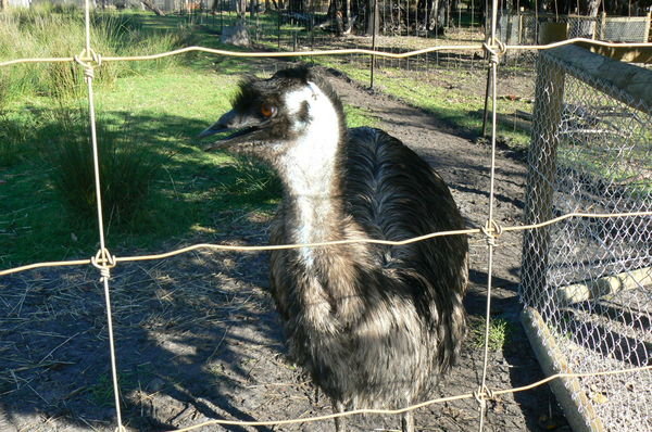 Evil emu