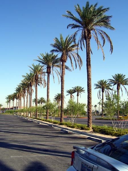 Palm trees outside Sunset Station