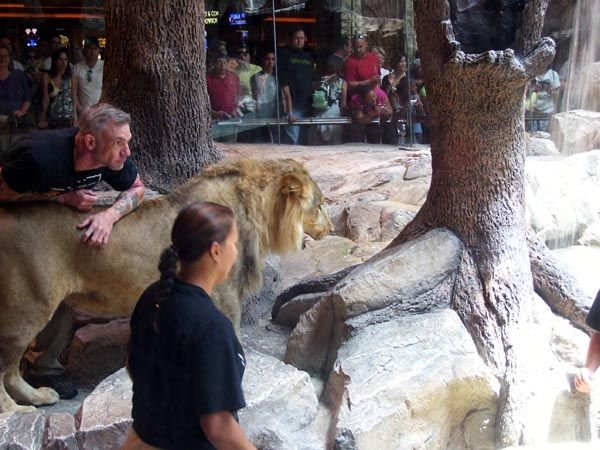 Lions at MGM Casino