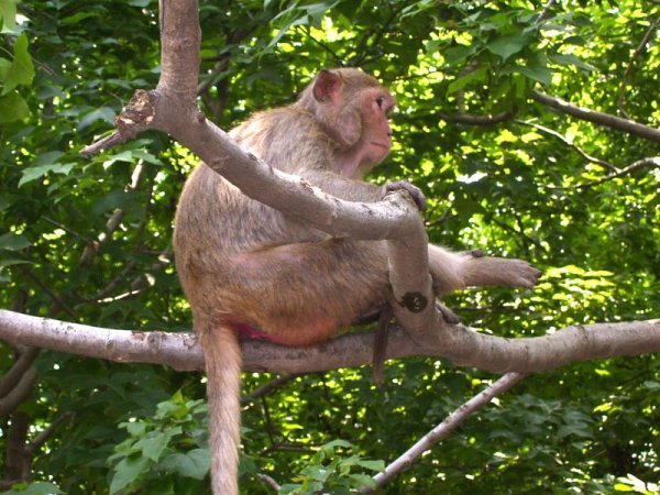 Monkey in tree