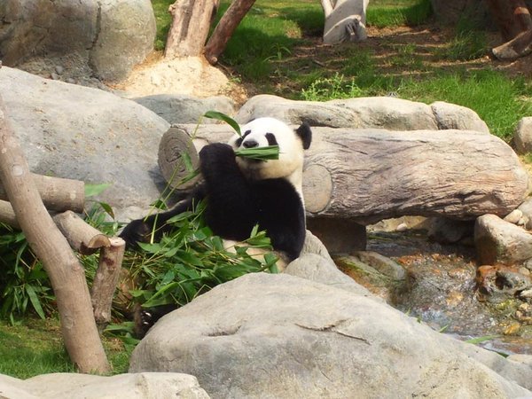 A hungry panda