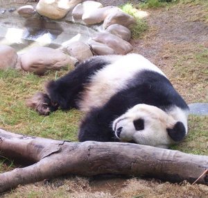 One tired panda