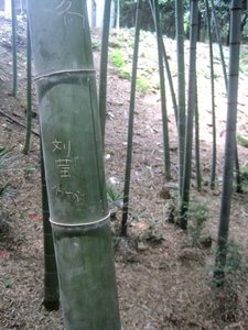 Great stand of mature bamboo