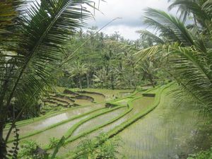 Rice terraces on the way to Gunung Kawi