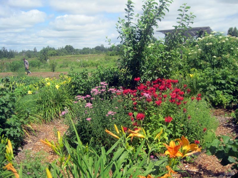 Sackville community garden