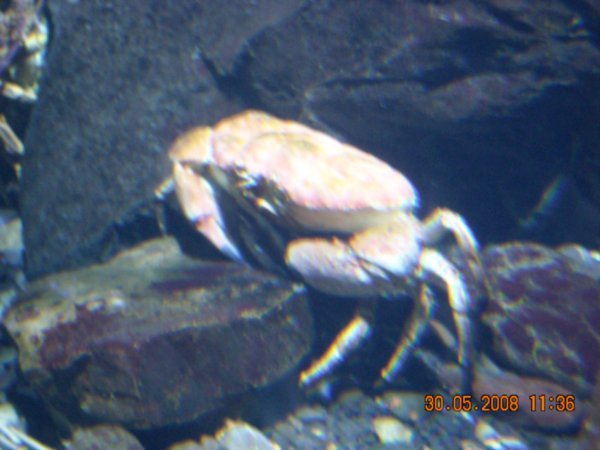 Tasman Crab!! It were huge!!
