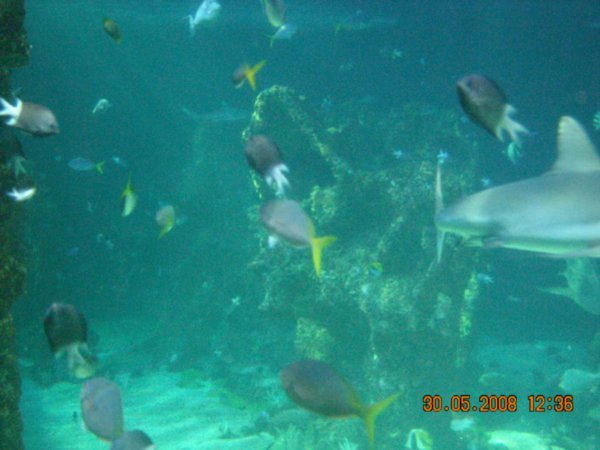 Big aquarium