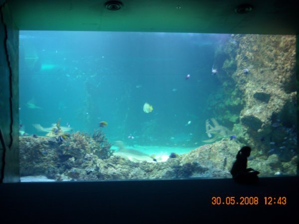 View of big aquarium