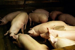 Pigs in Dalat 