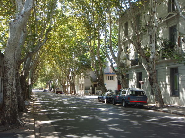 A Shady Palermo Street