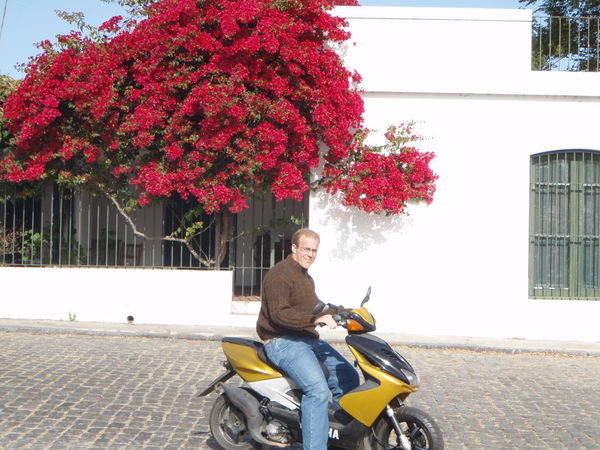 Daino and the red tree