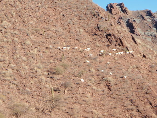 Goats on the hillside