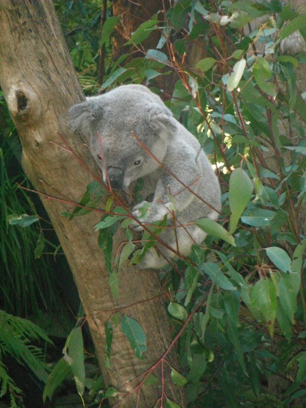 First Koala