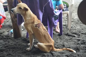 Boquita- Beach Dog