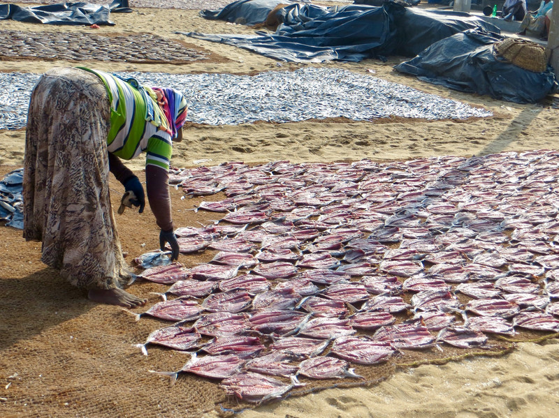 Laying out the fish to dry