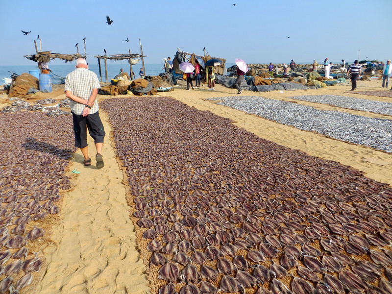 Jerry walking between rows of drying fish.