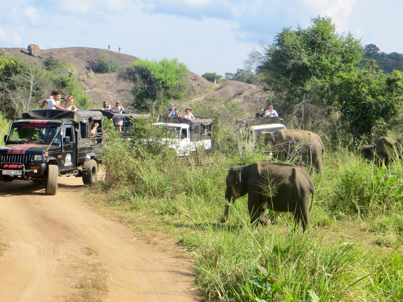 Why I felt uncomfortable doing the elephant safari