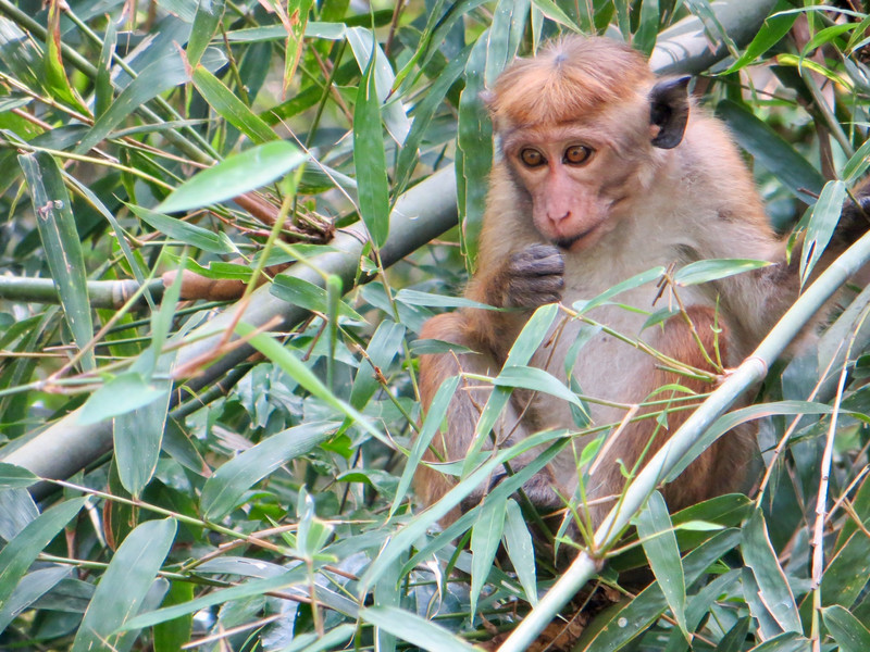 Monkey in the Peradeniya Botanic Gardens