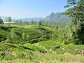 More tea plantations around Nuwara Eliya 