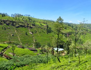 The verdant green of the tea plantations