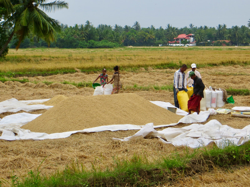 Bagging rice next to our guesthouse
