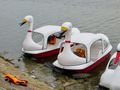 Swan paddle boats on Tissa Wewa