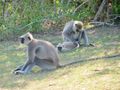 Family of grey langur monkeys in Bandula National Park
