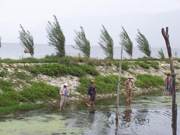 Men fishing with 5 metre long bamboo poles.