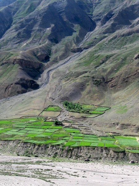 Patches of green along Spiti Valley