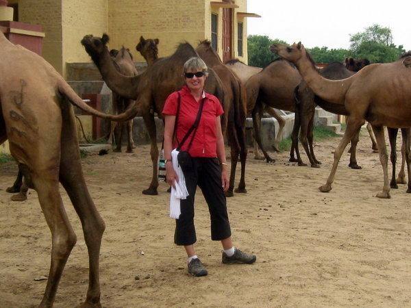 Linny and camels