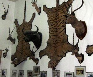 Trophies lining walls of Lalgarh Palace Hotel