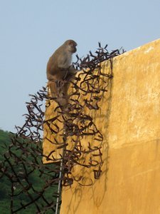 Unsuccessful monkey barrier