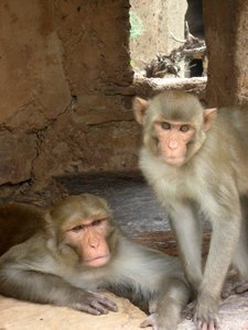 Friendly monkies