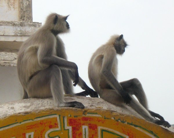 Monkeys on guard duty