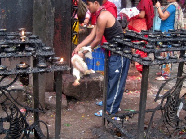 Another sacrifice at the Changu Narayan Temple