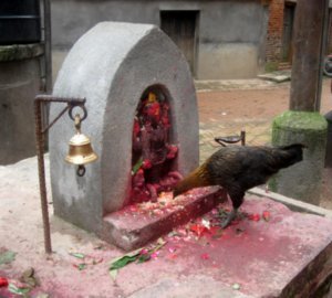 Hens love the rice that is left as an offering