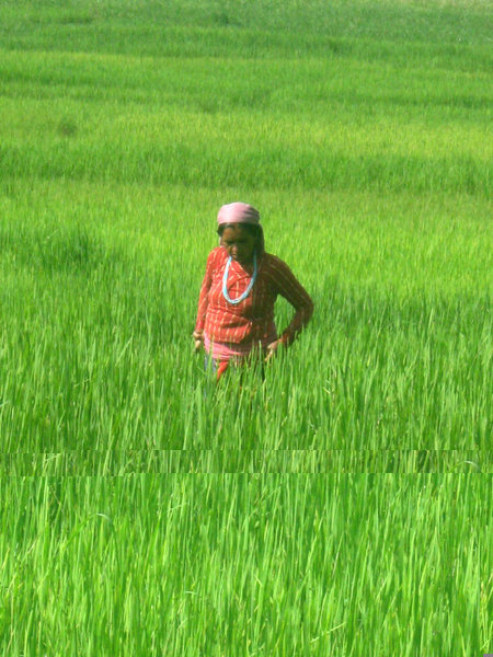 Admiring the rice crop