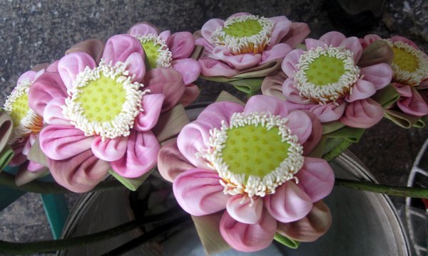 Pleated lotus blooms