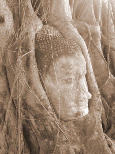  Buddha head enclosed in tree roots at Wat Maha That